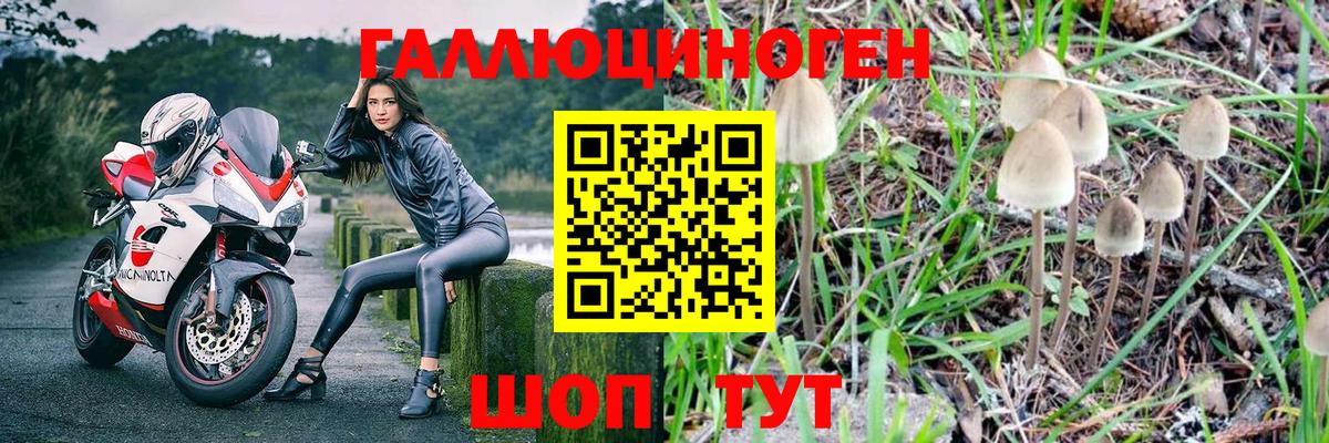 Кумертау  Псилоцибиновые грибы прущие грибы  Псилоцибиновые грибы GOLDEN TEACHER  Вход с VPN 